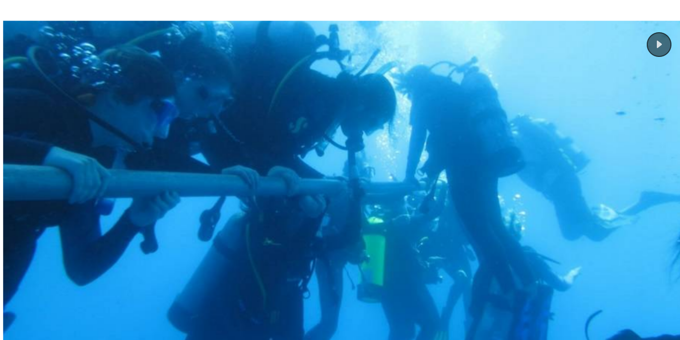 Sea Turtle Camp